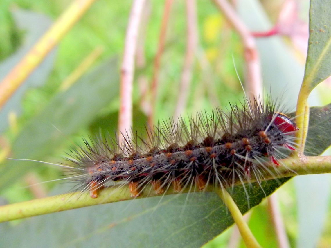 Black spot moth  (Epicoma melanospila)  Australia,Epicoma melanospila,Geotagged,Winter