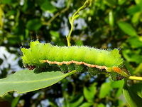 Helena gum moth (Opodiphthera helena) This emperor moth is a big sister to the emperor gum moth and similar to the popular American polyphemus moth.<br />
The larvae are distinct with more numerous and finer tubercles and the adult is slightly more bright and large.  <br />
https://www.jungledragon.com/image/33287/helena_gum_moth_opodiphthera_helena.html<br />
Polyphemus moth (USA);<br />
https://www.jungledragon.com/image/19784/polyphemus_moth.html  Australia,Geotagged,Opodiphthera helena,Summer