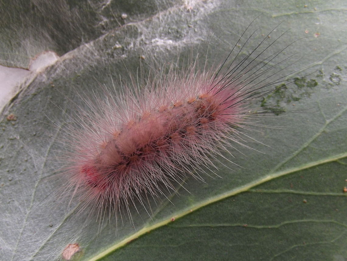 Moth larva A tussock moth Australia,Geotagged,Winter