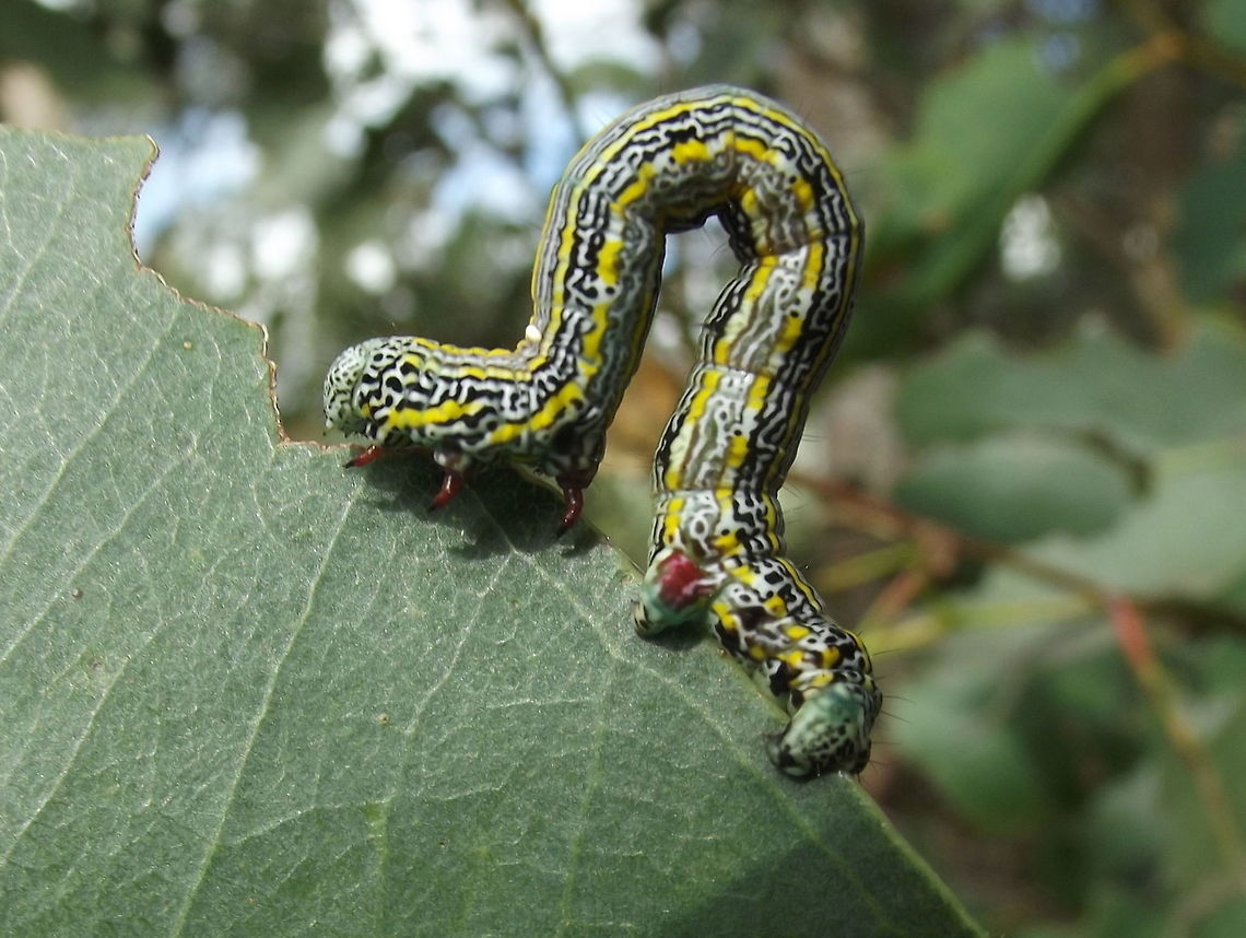 Pine Beauty Looper (Chlenias banksiaria) A penultimate larvae with two lateral yellow stripes and some freaky black stripey patterns.    <br />
The ID is based on WIKI which considers Chlenias auctaria to be a junior synonym.    Australia,Chlenias,Chlenias auctaria,Chlenias banksiaria,Geotagged,Summer