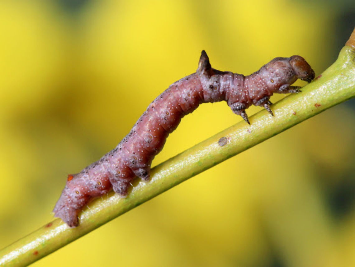 Grey Twisted Moth (Circopetes obtusata) This is a stick with a thorn.<br />
It will become a twisted wing moth.    Australia,Circopetes obtusata,Geotagged