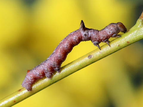 Grey Twisted Moth (Circopetes obtusata) This is a stick with a thorn.
It will become a twisted wing moth.    Australia,Circopetes obtusata,Geotagged