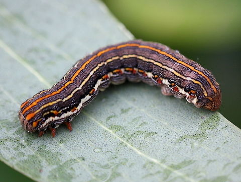 Pine looper (Chlenias zonaea)  Australia,Chlenias,Chlenias zonaea,Geotagged,Winter