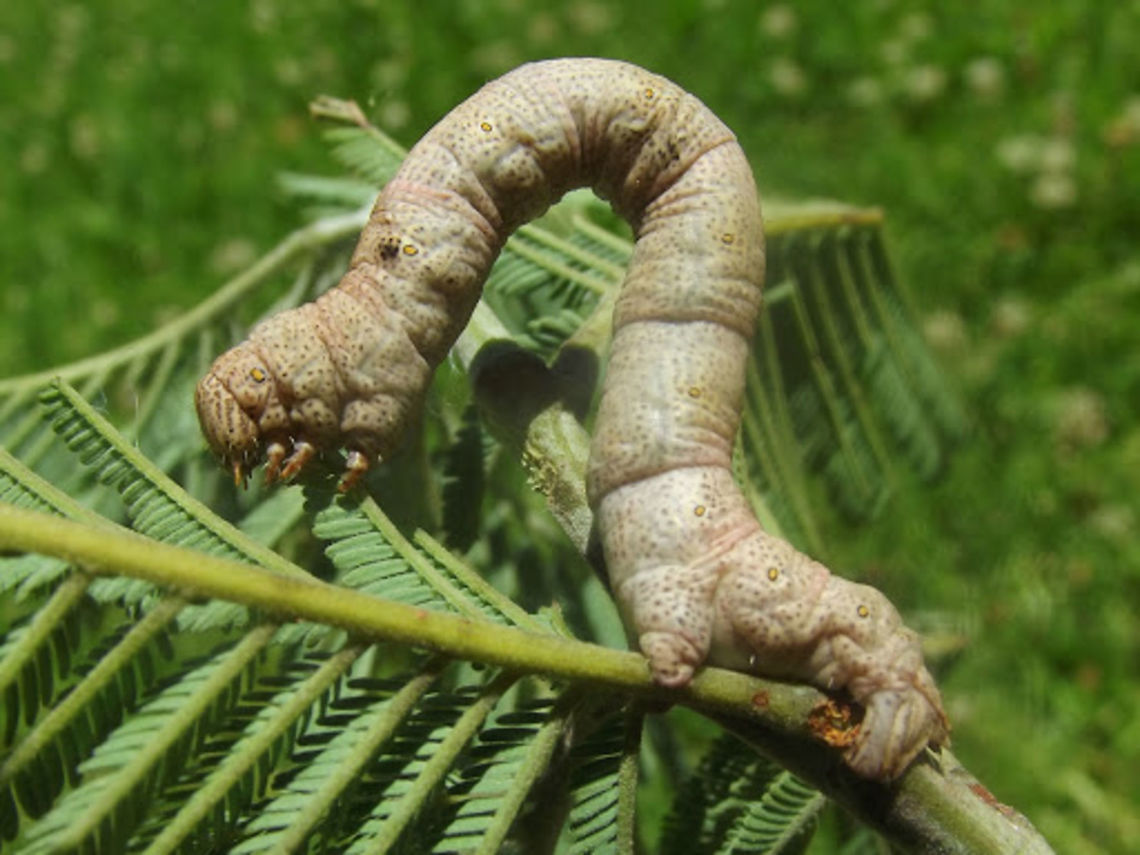 Pink Arhodia (Arhodia lasiocamparia)  Arhodia,Arhodia lasiocamparia,Australia,Geotagged