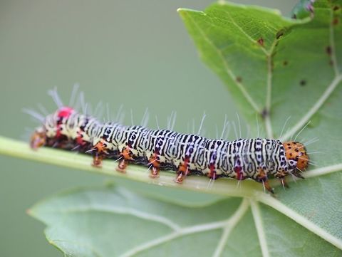 Grapevine moth (Phalaenoides glycinae)  Australia,Australian Grapevine Moth,Geotagged,Phalaenoides glycinae