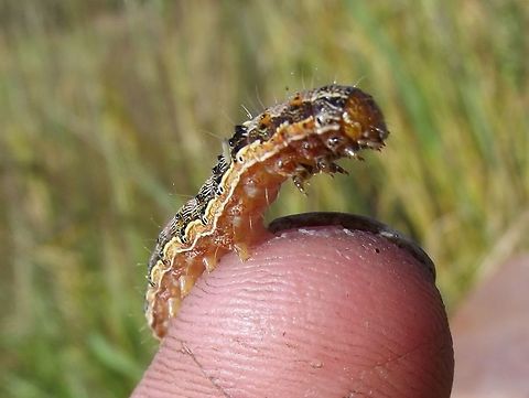 Tomato cutworm (Helicoverpa armigera) This species eats many things but this one fancied tomatoes.     Australia,Cotton bollworm,Geotagged,Helicoverpa,Helicoverpa armigera