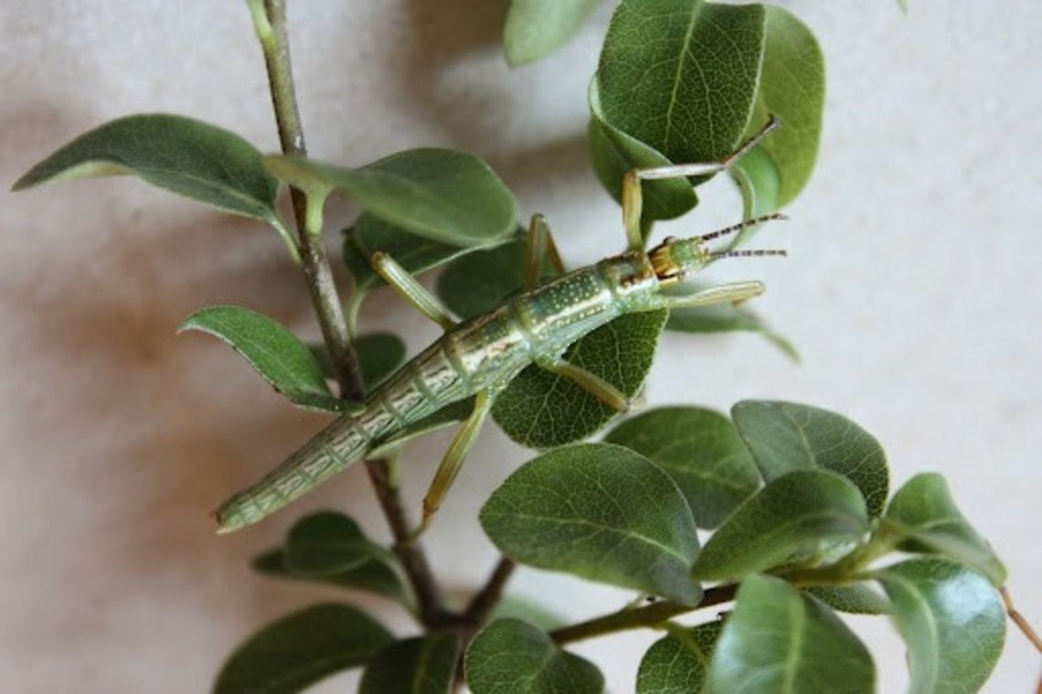 Lord Howe Island Phasmid nymph  (Dryococelus australis) This specimen is green because it is young.  It is the outcome of a successful breeding project at a local school.  <br />
This fascinating species was almost extinct due to the introduction of rats to Lord Howe Island.<br />
 Several specimens were rediscovered and breeding programs at three Australian zoos has revived the species.  Subsequently bred in participating schools throughout Australia and now overseas has resulted in wonderful education and a healthy population. <br />
An Australian government grant has been made available to remove the rats from Lord Howe Island but locals do not feel keen to eliminate any species and the project is unlikely to proceed.    The phasmids have no habitat to call home outside of schools and zoos and it seems that rehabilitation of endangered species faces challenges from unexpected places.       Australia,Dryococelus,Dryococelus australis,Geotagged