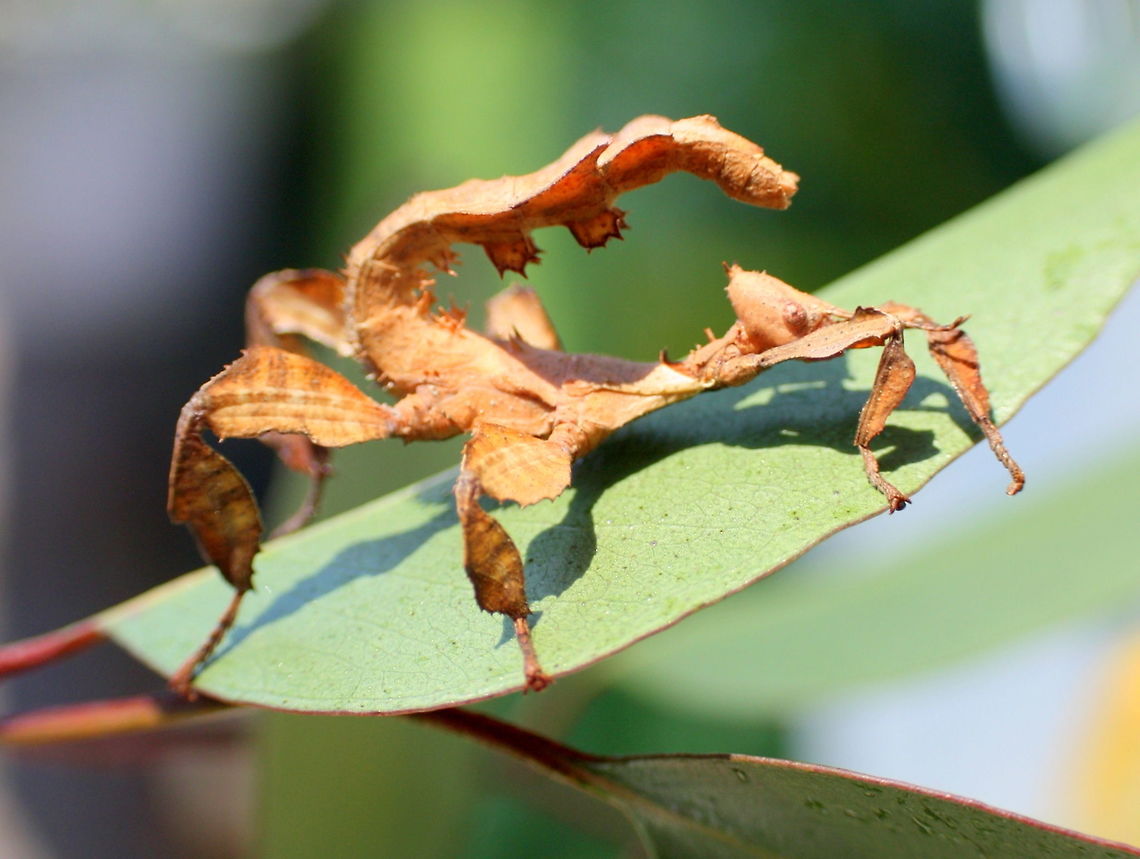 Spiny Leaf Insect nymphal female  Australia,Extatosoma tiaratum,Geotagged,Giant Prickly Stick Insect,Winter