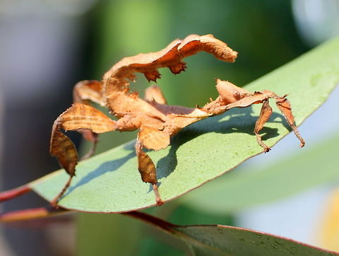 Spiny Leaf Insect nymphal female  Australia,Extatosoma tiaratum,Geotagged,Giant Prickly Stick Insect,Winter