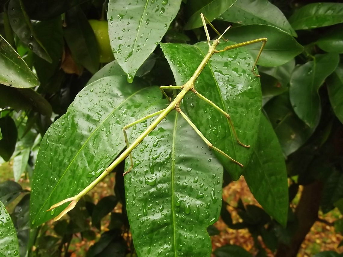 Margin Winged Stick Insect nymphal female (Ctenomorpha marginipennis) This is the penultimate nymph and the most common stick insect throughout most of Victoria.<br />
She will develop tiny wings during her final moult but they are too small for flight.     Australia,Ctenomorpha marginipennis,Ctenomorphoda marginipennis,Geotagged,Summer