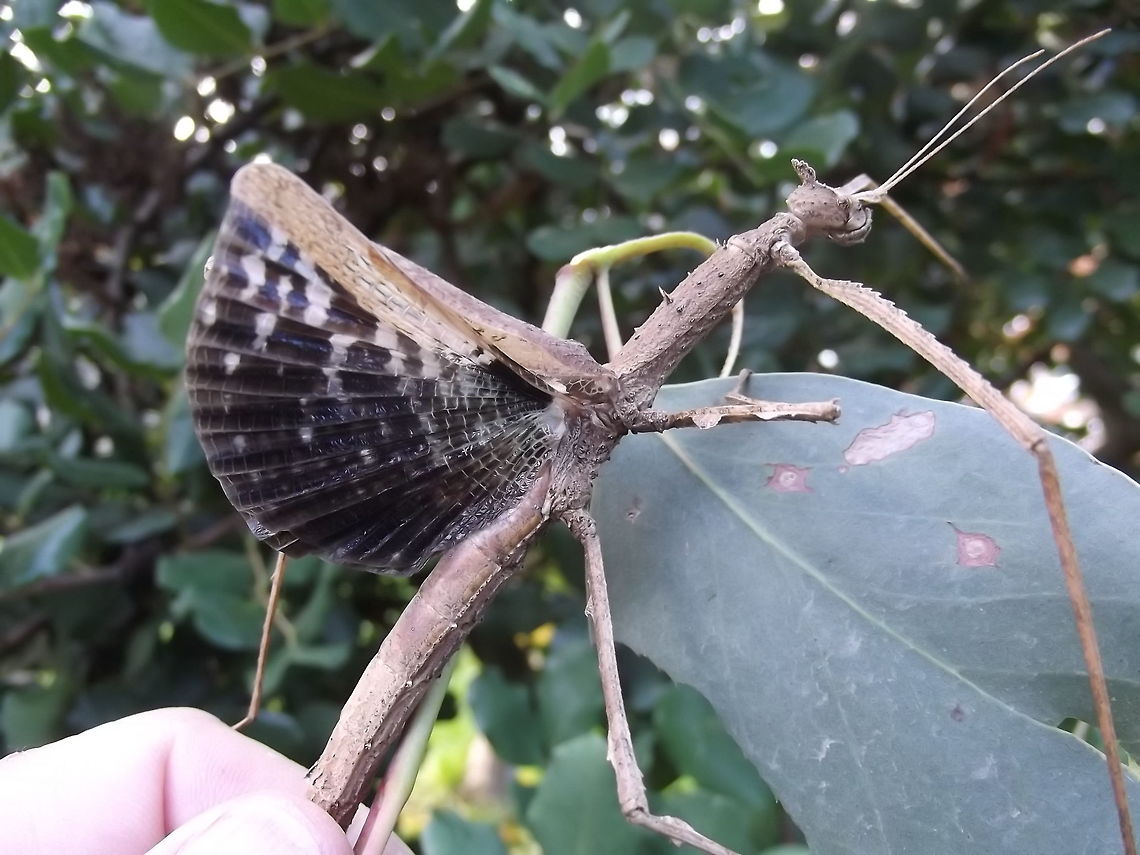 Crown Stick Insect adult female (Onchestus rentzi) Named for David Rentz who described many Australian orthoptera.  <br />
The 'crown' consists of two projections on the head which look like rabbit ears.<br />
These come from Cairns only but are bred as pets, therefore my geotag is not the natural range.   Australia,Crown stick insect,Geotagged,Ochestus rentzi,Summer