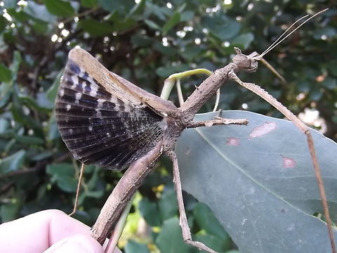 Crown Stick Insect adult female (Onchestus rentzi) Named for David Rentz who described many Australian orthoptera.  
The 'crown' consists of two projections on the head which look like rabbit ears.
These come from Cairns only but are bred as pets, therefore my geotag is not the natural range.   Australia,Crown stick insect,Geotagged,Ochestus rentzi,Summer