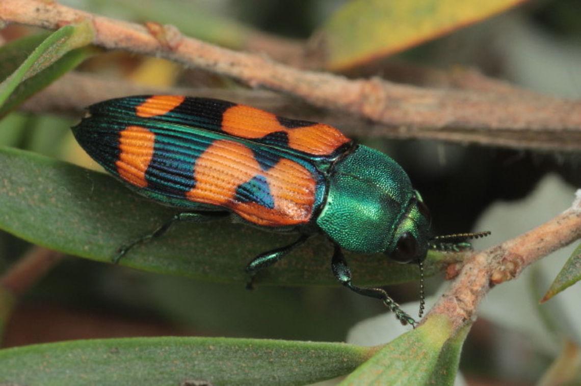 Castiarina vegeta  Australia,C. vegeta,Castiarina,Castiarina vegeta,Geotagged,Spring,buprestidae