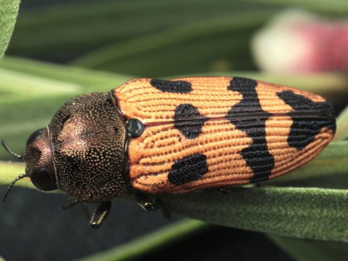 Castiarina turneri  Australia,Buprestidae,Castiarina,Castiarina turneri,Geotagged