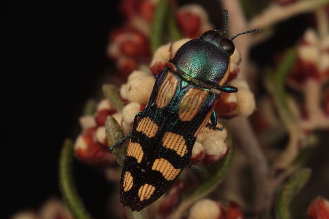 Castiarina malleeana  Australia,Castiarina malleeana,Geotagged,Winter,buprestidae,castiarina