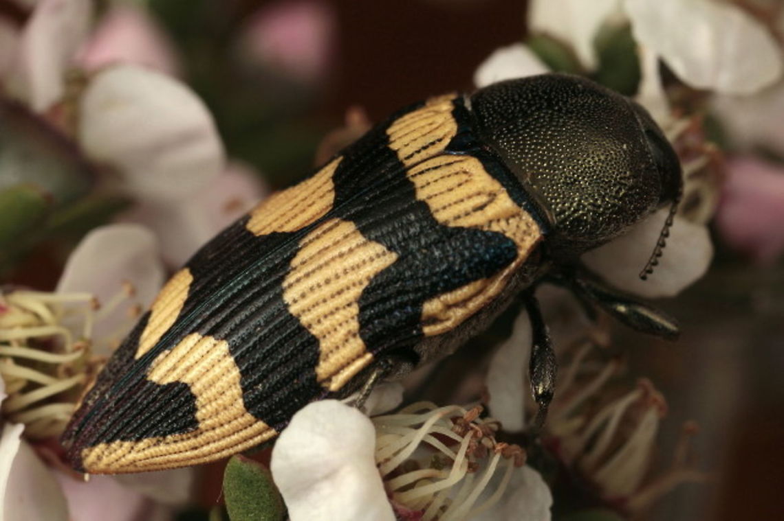 Castiarina simulata  Australia,Castiarina,Castiarina simulata,Geotagged,Spring,buprestidae