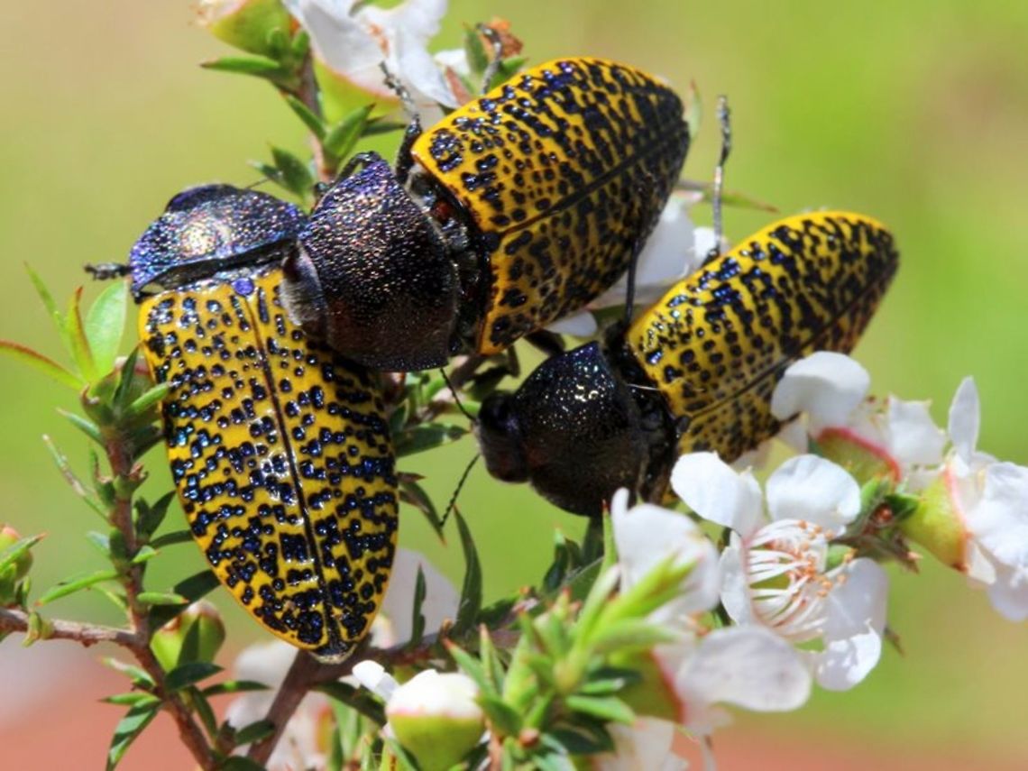 Stigmodera macularia A large deeply pitted jewel beetle competing for best position on flower tips. Australia,Geotagged,Stigmodera,Stigmodera macularia