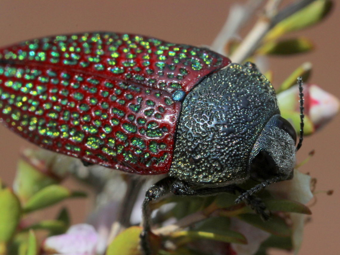 Stigmodera sanguinosa The Stigmodera Jewel beetles are a genus of seven species with uniquely deeply pitted elytra.  Some are highly metallic and brightly colored.   Australia,Geotagged,Spring,Stigmodera,Stigmodera sanguinoa,Stigmodera sanguinosa