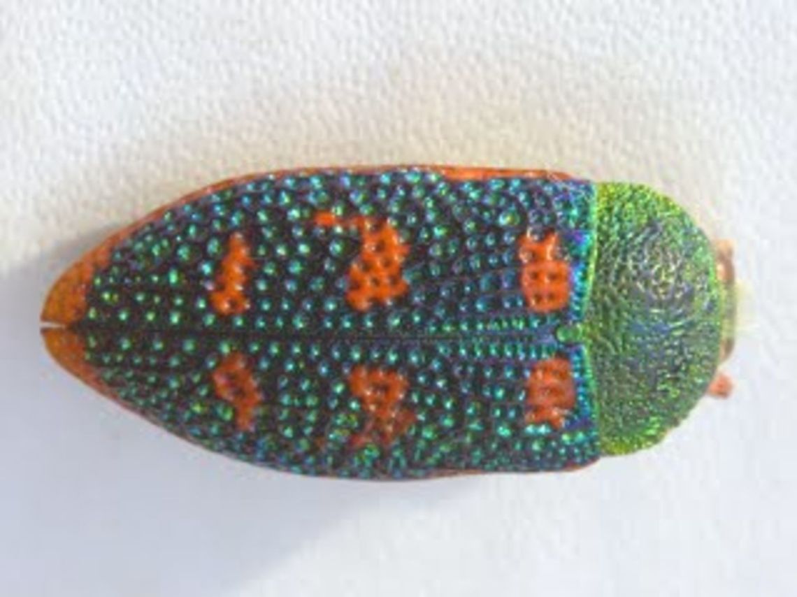 Stigmodera roei  Australia,Geotagged,Stigmodera roei