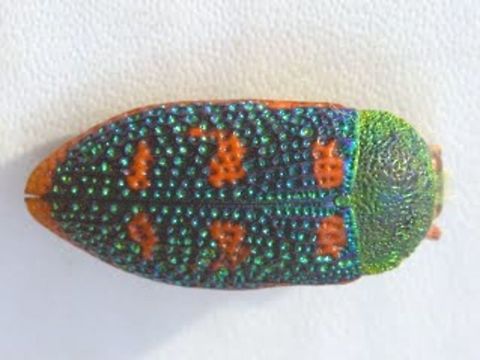 Stigmodera roei  Australia,Geotagged,Stigmodera roei