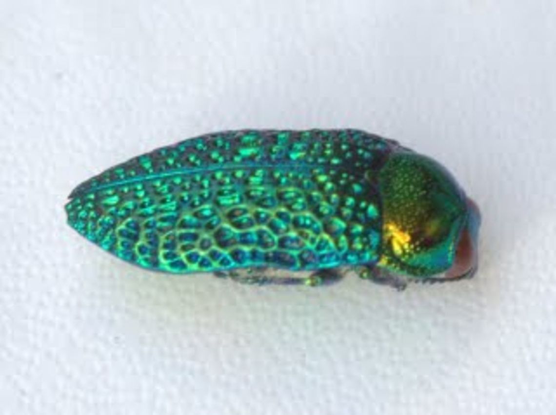 Stigmodera gratiosa There are seven species in the Stigmodera genus.  These are the Jewels of the jewel beetles.<br />
West Australia is the 'home' for Jewel beetles which fare well on low flowering shrubs in desert and scrub habitats. <br />
This specimen is from the collection of a friend.  <br />
 Australia,Geotagged,Stigmodera,Stigmodera gratiosa