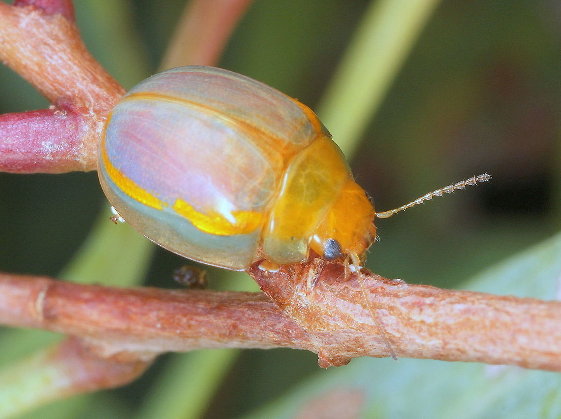 Paropsides sp. (?) A minute 5mm beetle with pink elytra and yellow lateral broken stripe.  <br />
Feeding on Eucalyptus.   This is a species that I do not know but is possibly not uncommon in the tropical latitudes. Australia,Geotagged,Paropsisterna,Winter,paropsides