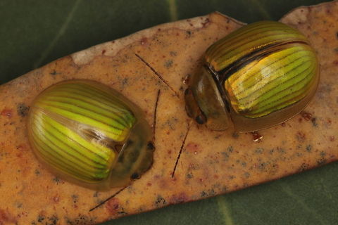 Paropsisterna hectica These beetles are common in alpine regions.  They feed entirely on snow gum and are described as being variable.  They seem quite consistent in the Tasmanian, Victorian and NSW populations in my opinion.   Australia,Geotagged,Paropsisterna,Paropsisterna hectica,Summer