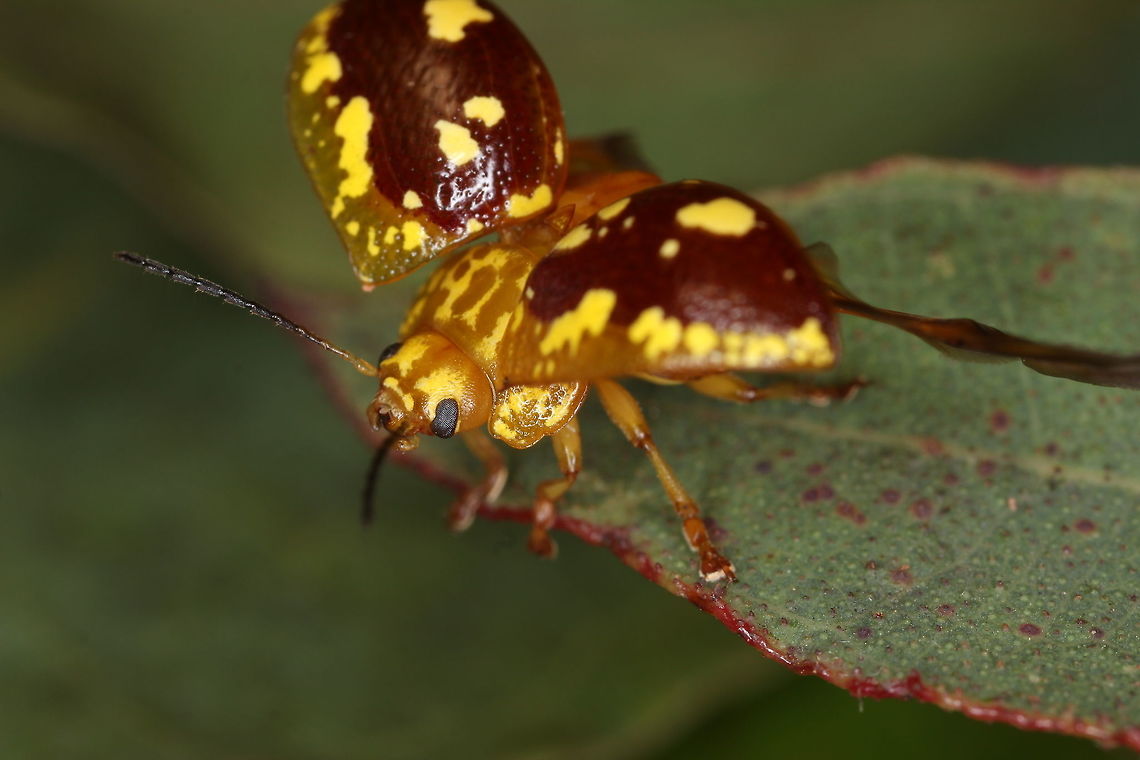 Paropsis maculata Common in warm Brisbane.  <br />
Scarce in cold Victoria.<br />
This beetle has more sense than me.   Australia,Fall,Geotagged,Paropsis maculata