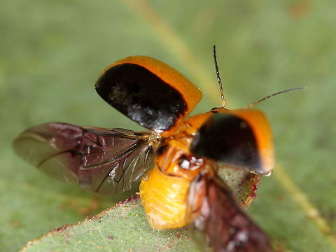 Paropsisterna cloelia in flight  Australia,Fall,Geotagged,Paropsisterna,Paropsisterna cloelia