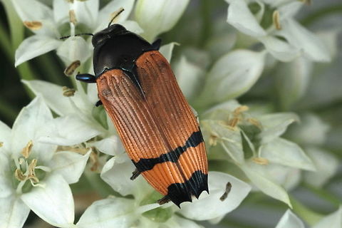 Castiarina andersoni Mt Surprise,  North Queensland. Australia,Castiarina,Castiarina andersoni,Geotagged,Summer