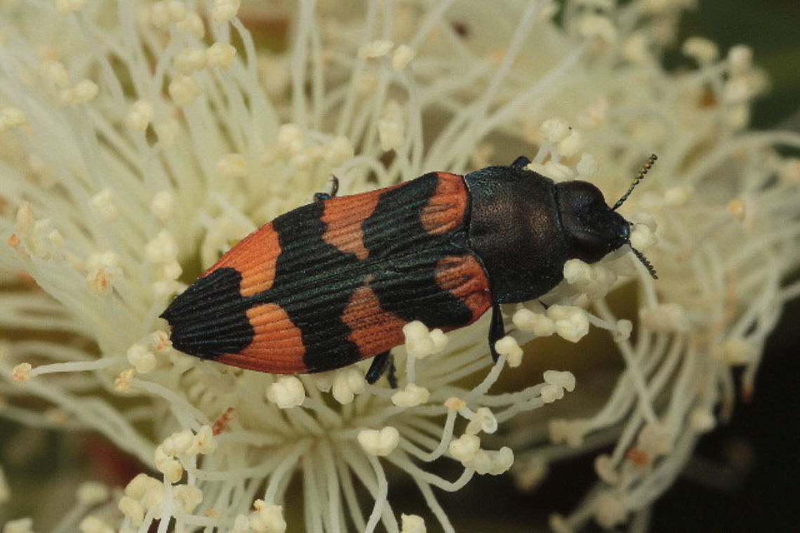 Castiarina kershawi Brisbane Ranges, Victoria<br />
January 2015 Australia,Castiarina,Castiarina kershawi,Geotagged,Summer