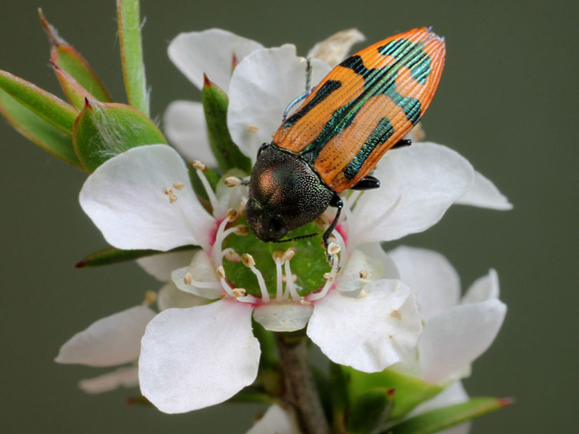 Castiarina jospilota  Australia,Castiarina,Castiarina jospilota,Geotagged