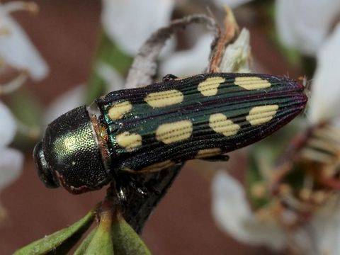 Castiarina parallela  Australia,Castiarina,Castiarina parallela,Geotagged