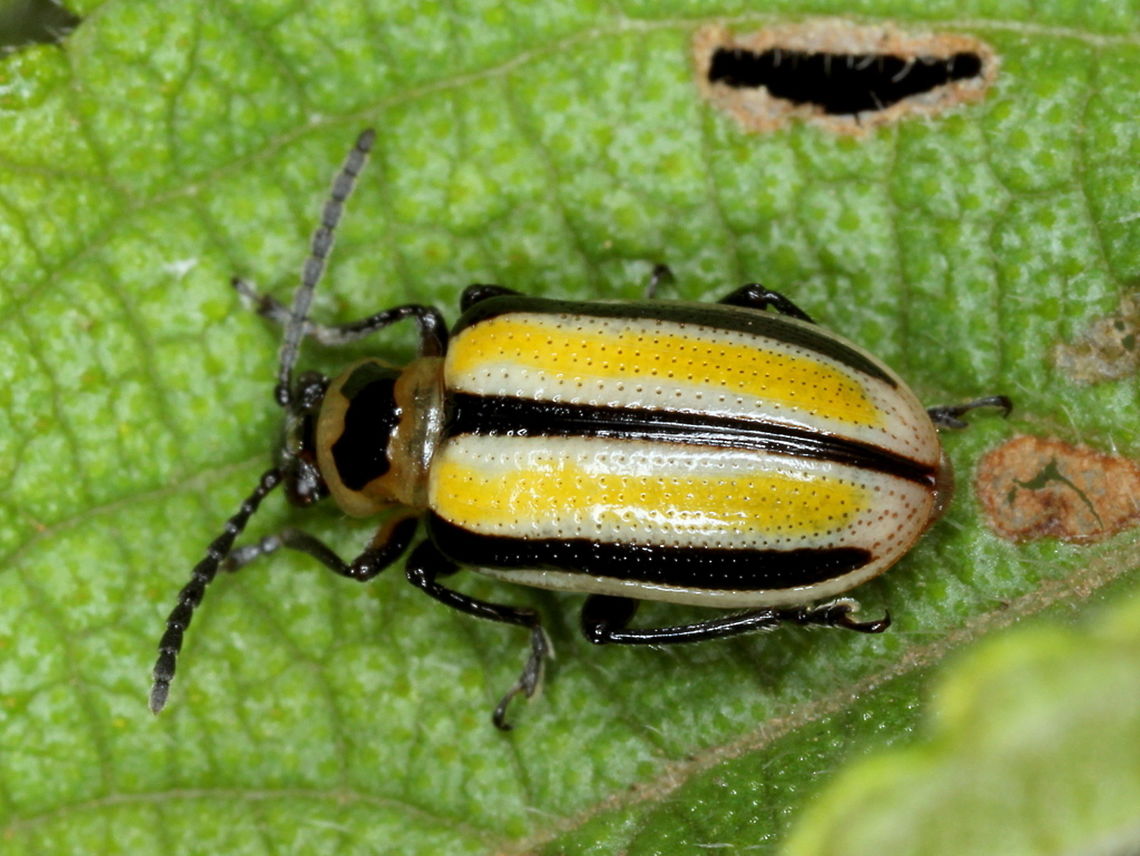 Lema daturaphila (three lined potato beetle)  Australia,Chrysomelidae,Criocerinae,Fall,Geotagged,Lema,Lema daturaphila