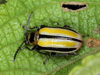 Lema daturaphila (three lined potato beetle)  Australia,Chrysomelidae,Criocerinae,Fall,Geotagged,Lema,Lema daturaphila