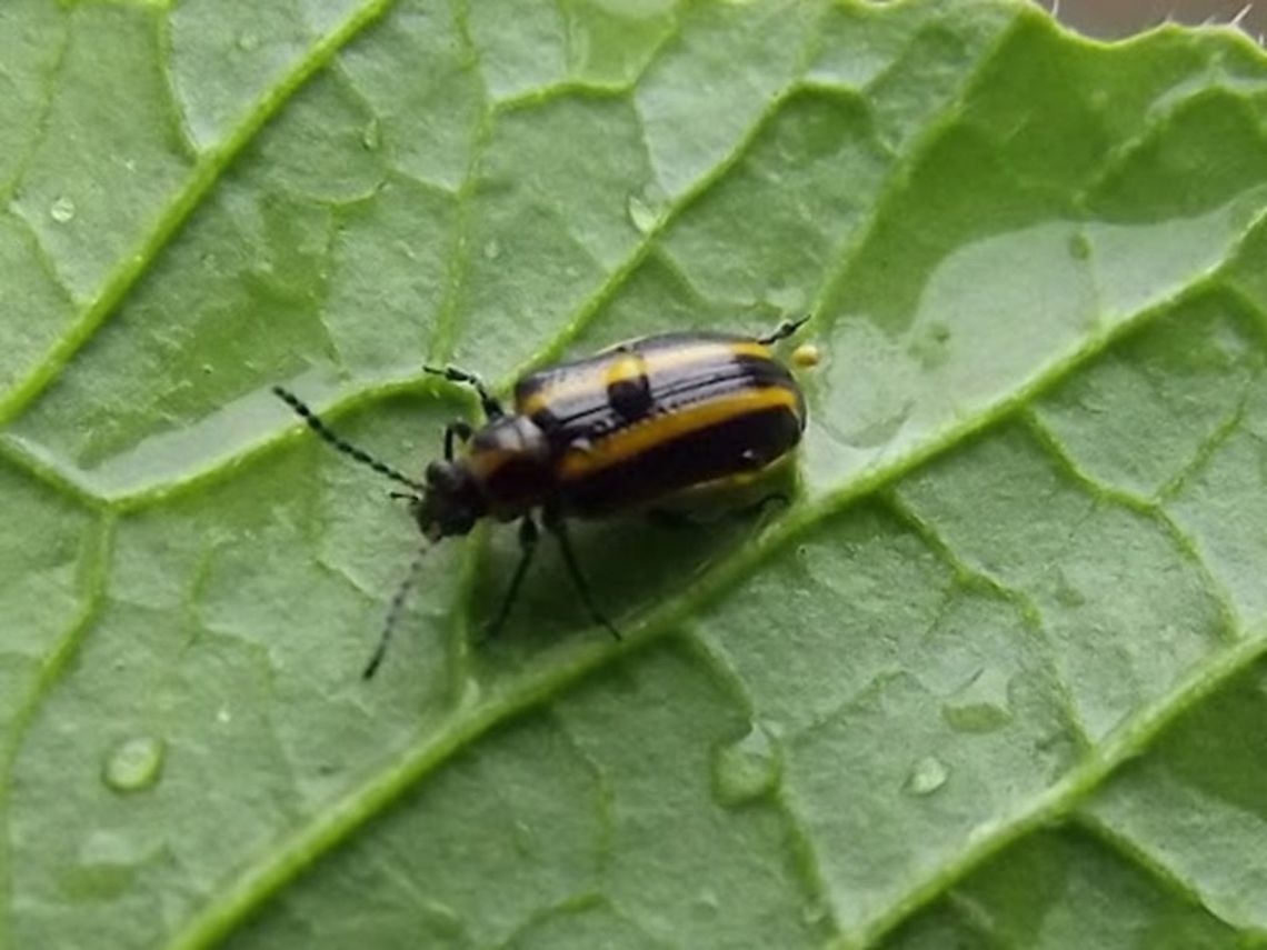 Lema bilineata (Tobacco Slug Beetle) Pest of tobacco and Cruciferous type crops introduced from South America into Australia.<br />
Lema is in the subfamily Criocerinae and all have a narrow, cylindrical pronotum Australia,Chrysomelidae,Criocerinae,Geotagged,Lema,Lema bilineata