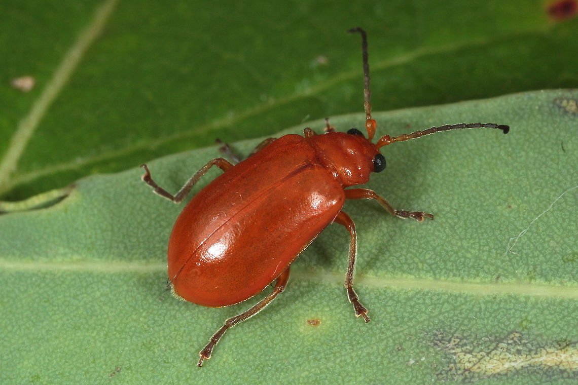 A Leaf Beetle (Galerucinae) A small flea beetle in the subfamily Galerucinae. Australia,Fall,Galerucinae,Geotagged