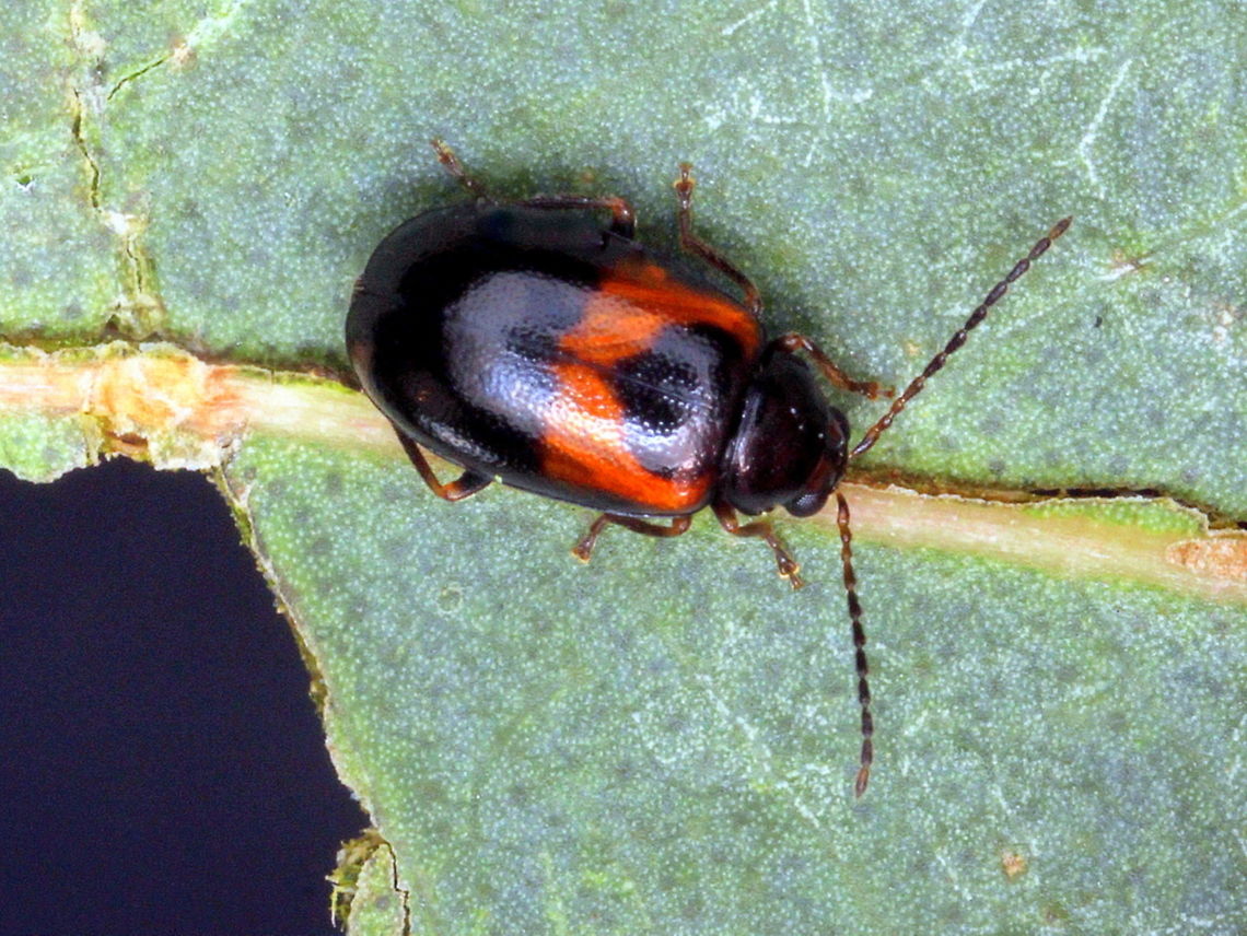 A Leaf Beetle  (Galerucinae) A leaf beetle Australia,Galerucinae,Geotagged,Winter