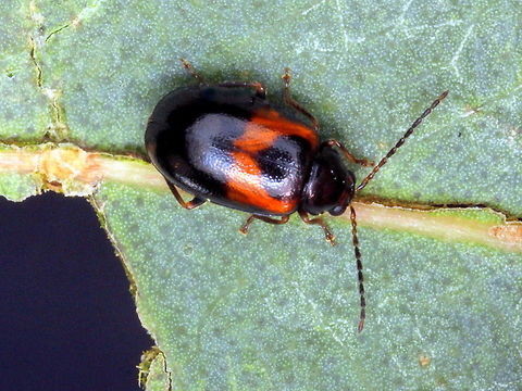 A Leaf Beetle  (Galerucinae) A leaf beetle Australia,Galerucinae,Geotagged,Winter