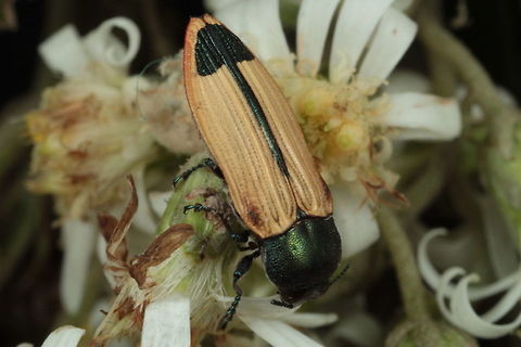 Castiarina fossoria Moondarra on Daisy bush. Australia,Castiarina,Castiarina fossoria,Geotagged,Spring