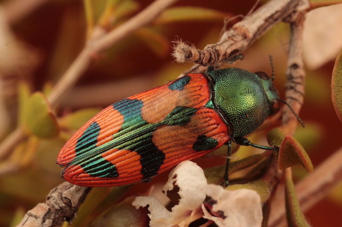 Castiarina media Little Desert on flowering tea tree.   <br />
Seen only once.    <br />
It looks like a light variation of recta but the apex is orange.     Australia,Castiarina,Castiarina media,Geotagged,Spring