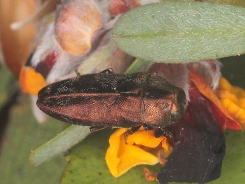 Diphucrania acuducta A small buprestid on pea bush flowers Australia,Diphucrania,Diphucrania acuducta,Geotagged