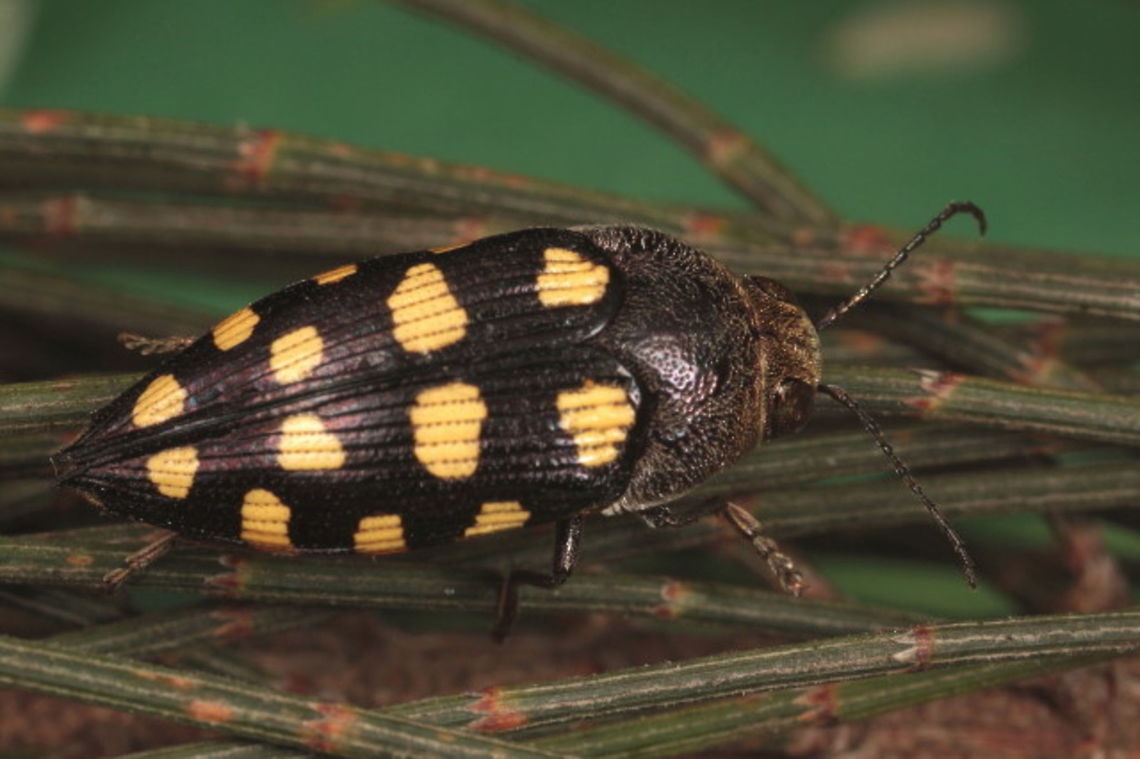 Astraeus crassus A larviform striate buprestid on casuarina foliage.   Astraeus,Astraeus crassus,Australia,Geotagged,Spring