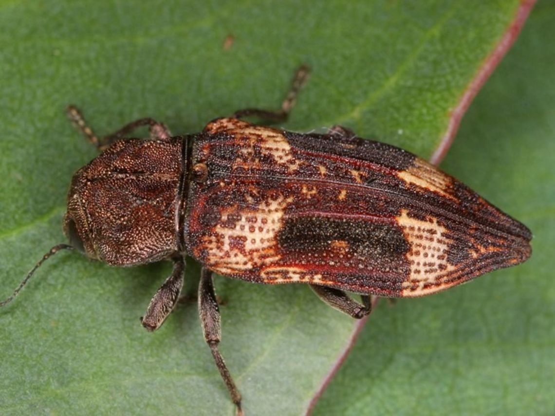 Nascio vestusa A chunky brown buprestid beetle on manna gum foliage.  <br />
This is monotypic.   Australia,Geotagged,Nascio,Nascio vestusa,Nascio vetusta
