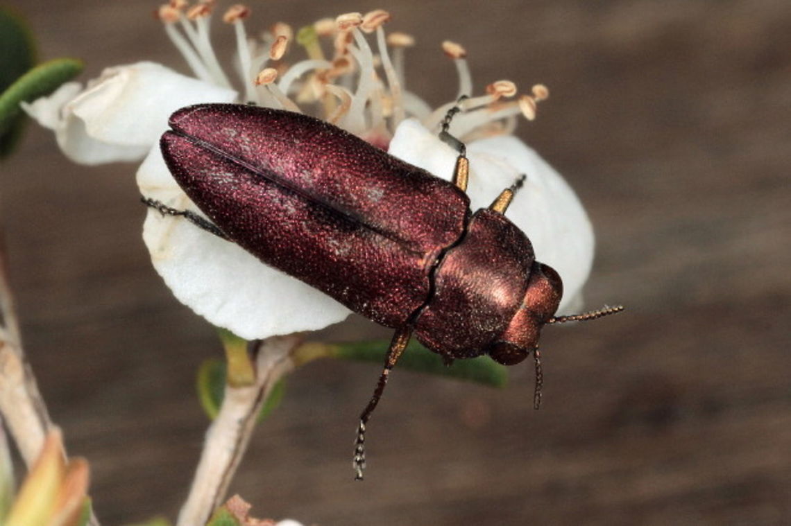 Diphucrania roseocuprea An attractive red/copper jewel beetle on tea tree.   Australia,Diphucrania,Diphucrania roseocuprea,Geotagged,Spring