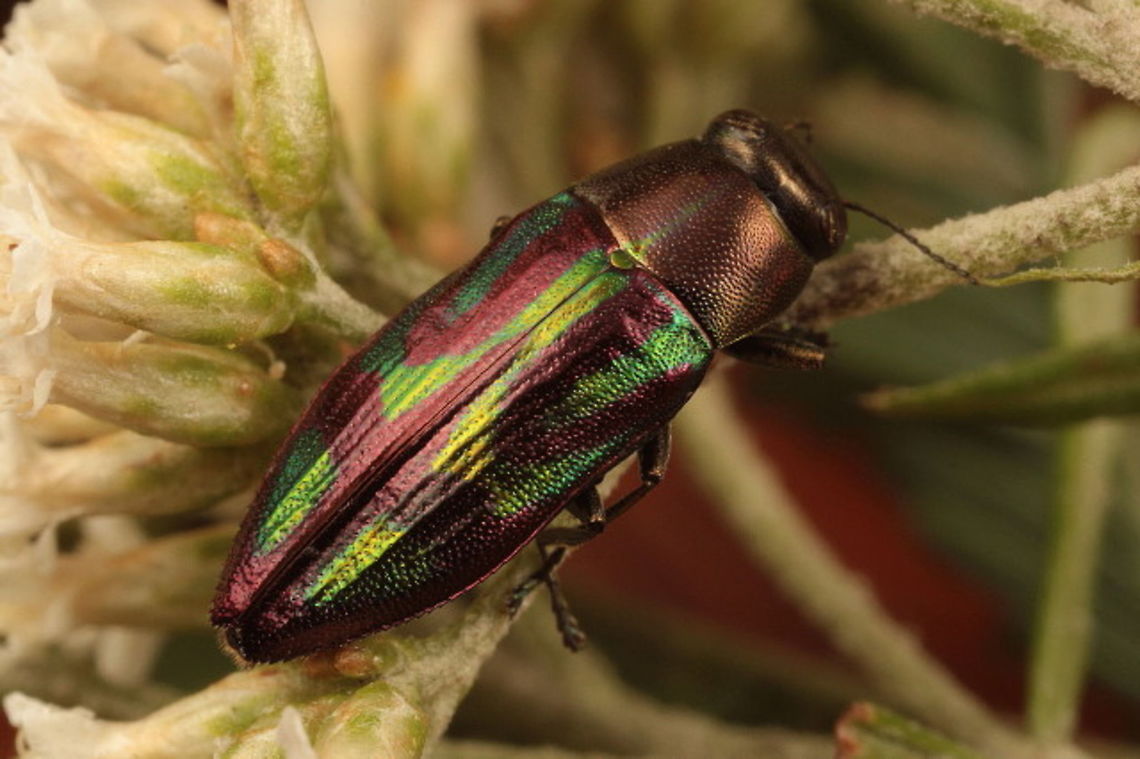 Melobasis purpurascens A bright green and purple Acacia jewel beetle found on daisy bush.   Australia,Geotagged,Melobasis,Melobasis purpurascens,Melobasis vittata,Spring