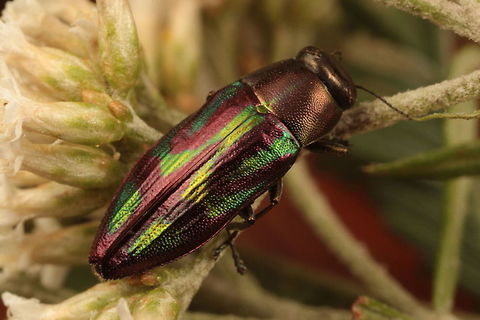 Melobasis purpurascens A bright green and purple Acacia jewel beetle found on daisy bush.   Australia,Geotagged,Melobasis,Melobasis purpurascens,Melobasis vittata,Spring