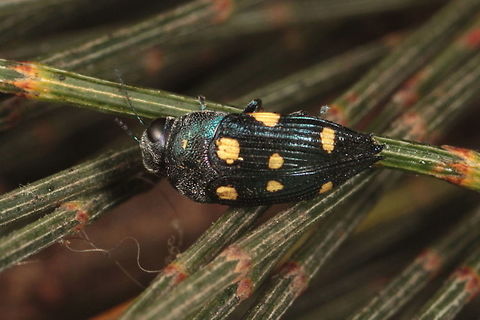 Astraeus pygmaeus A small, (in fact pygmy sized) Casuarina jewel beetle. Astraeus,Astraeus pygmaeus,Australia,Geotagged,Spring
