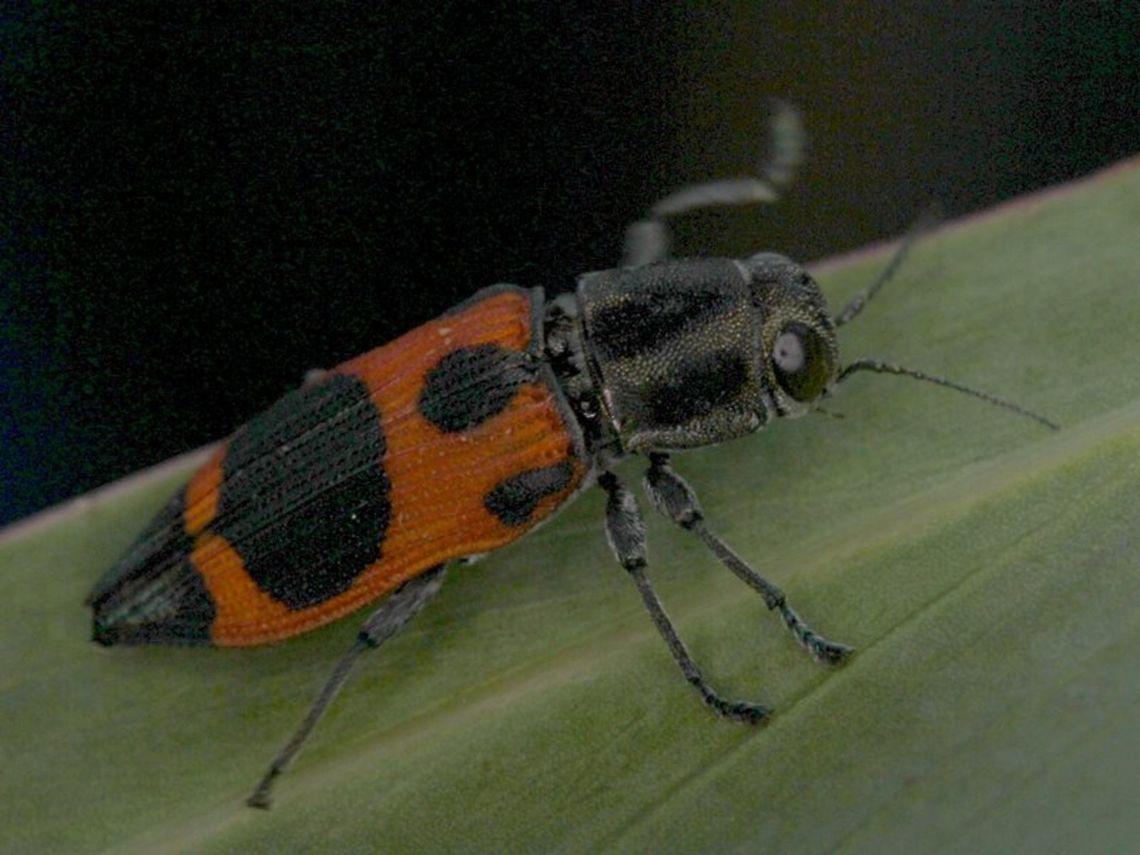 Nasciodes parryi A monotypic orange jewel on eucalyptus leaves.  <br />
It caught me with a dead flash, this guy was gone before I could replace the batteries.  <br />
I&#039;ve not seen another specimen. Australia,Geotagged,Nasciodes,Nasciodes parryi