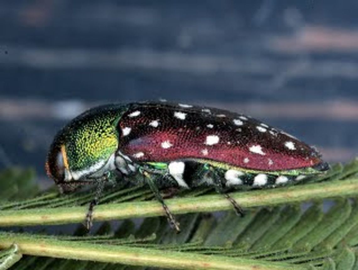 Diphucrania An uncommon species on green wattle.  <br />
This is the most spectacular example of this genus<br />
This species is possibly Diphucrania leucosticta<br />
This species is possibly Diphucrania regalis<br />
<a href="http://www.bowerbird.org.au/observations/11816" rel="nofollow">http://www.bowerbird.org.au/observations/11816</a> Australia,Diphucrania,Diphucrania leucosticta,Diphucrania regalis,Geotagged